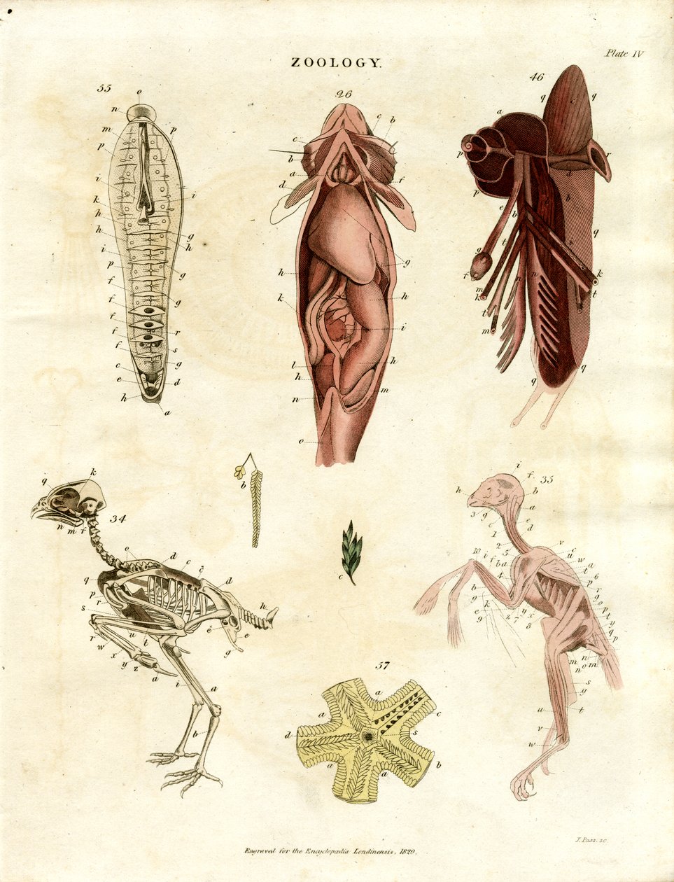 Zoologiczne ilustracje anatomiczne (plansza XV) autorstwa John Pass