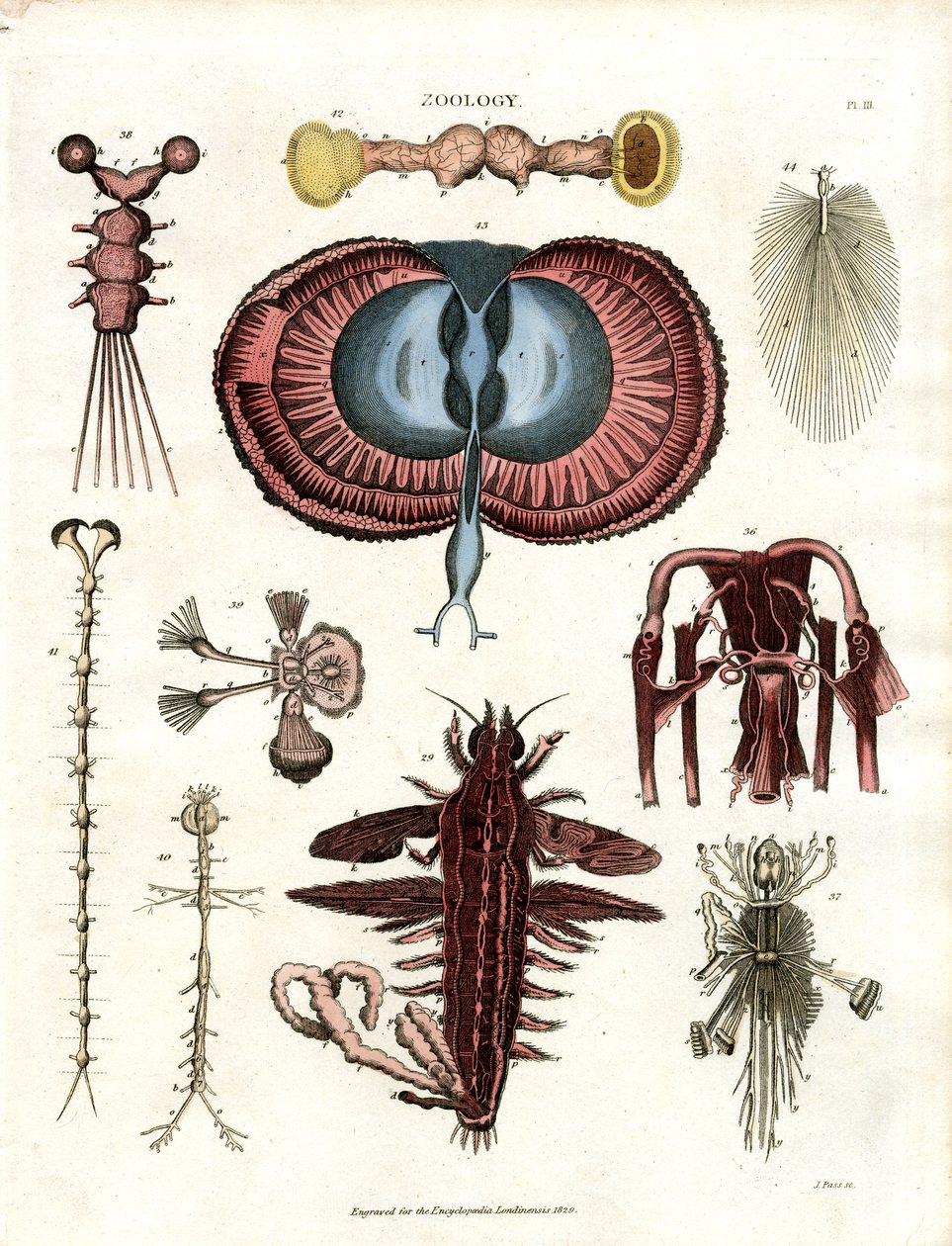 Zoologia Pl. III: Ilustracje anatomiczne różnych zwierząt bezkręgowych autorstwa John Pass