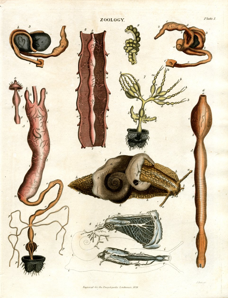 Zoologia Płyta I: Ilustracje anatomiczne różnych zwierząt autorstwa John Pass