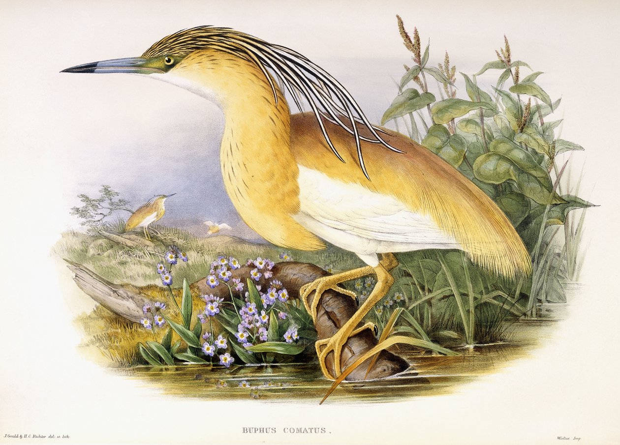 Buphus Comatus, c.1862-3 (ręcznie kolorowana litografowana płyta) autorstwa John and Richter Henry Constantine Gould