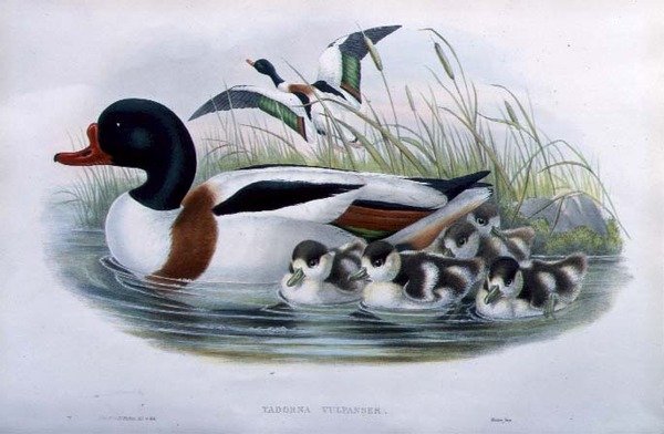 Sheldrake (Tadorna Vulpanser) (ręcznie kolorowana lito) autorstwa John and Richter Henry Constantine (after) Gould