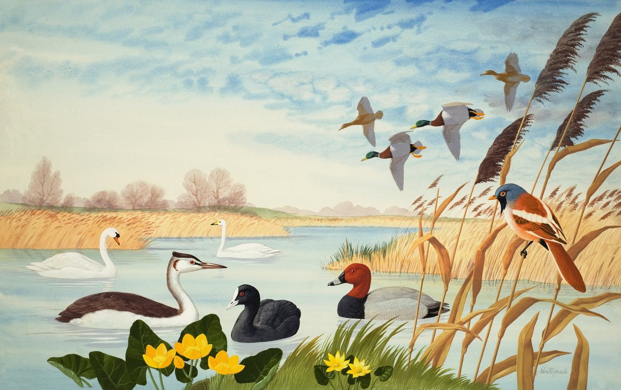 Scena natury (gwasz na papierze) autorstwa John Rignall