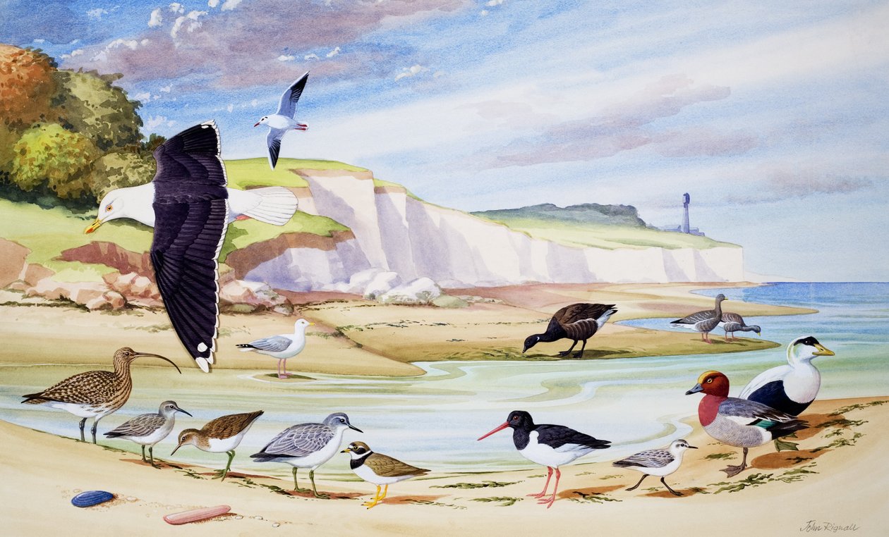 Ptaki morskie (gwasz na papierze) autorstwa John Rignall