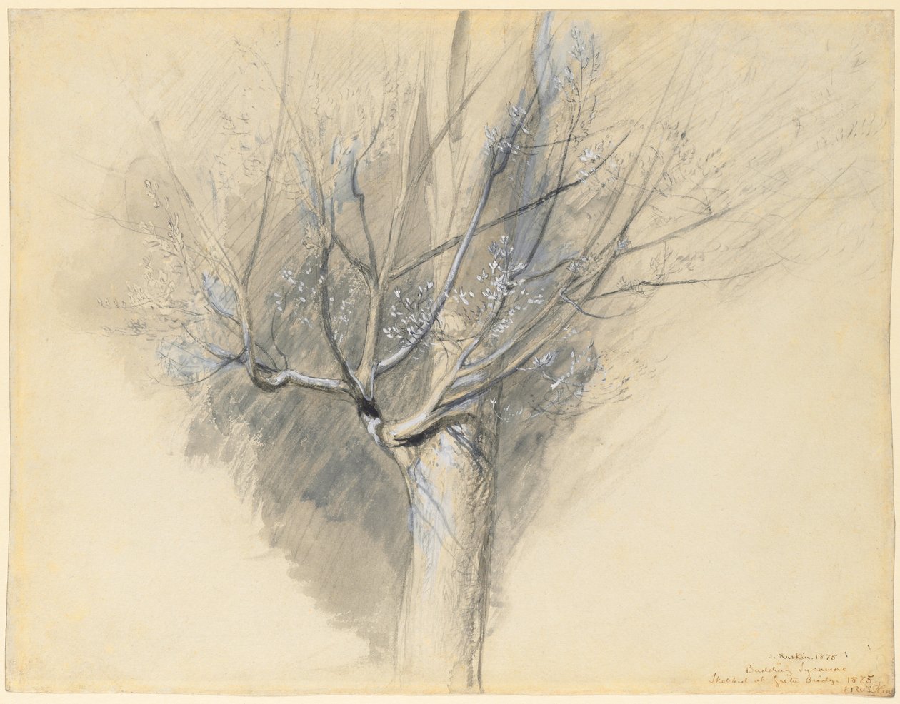 Pączkujący jawor autorstwa John Ruskin