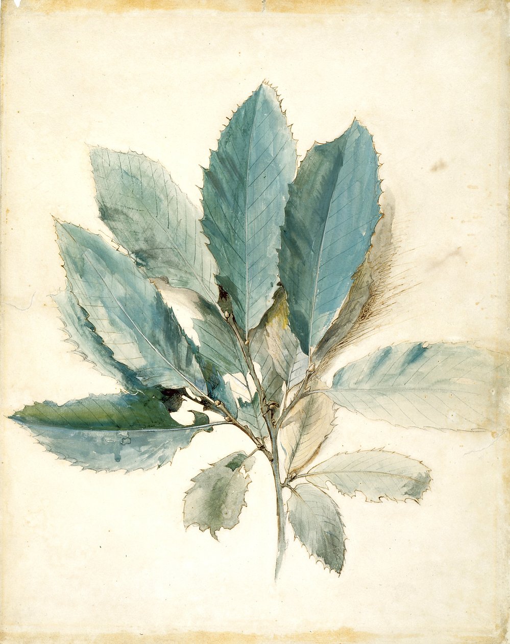 Liście kasztanowca (pióro, tusz i akwarela na białym papierze) autorstwa John Ruskin
