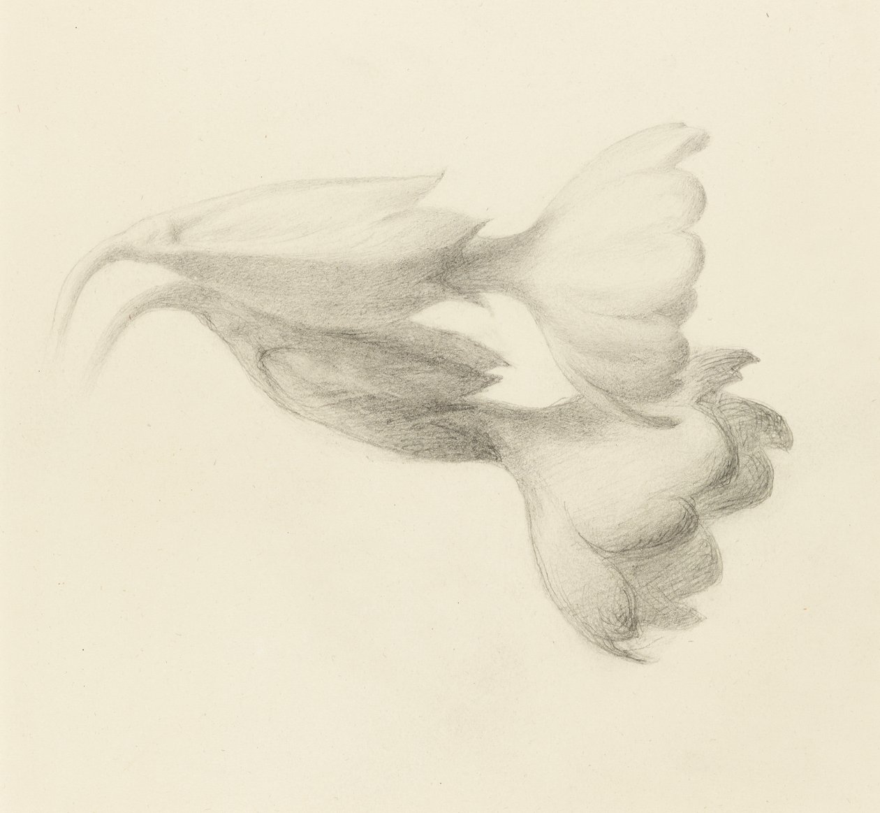 Dzwonki Cowslip, prawdopodobnie 1871 (grafit na papierze tkanym) autorstwa John Ruskin