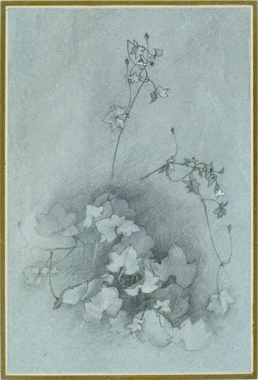 Toadflax bluszczolistny 