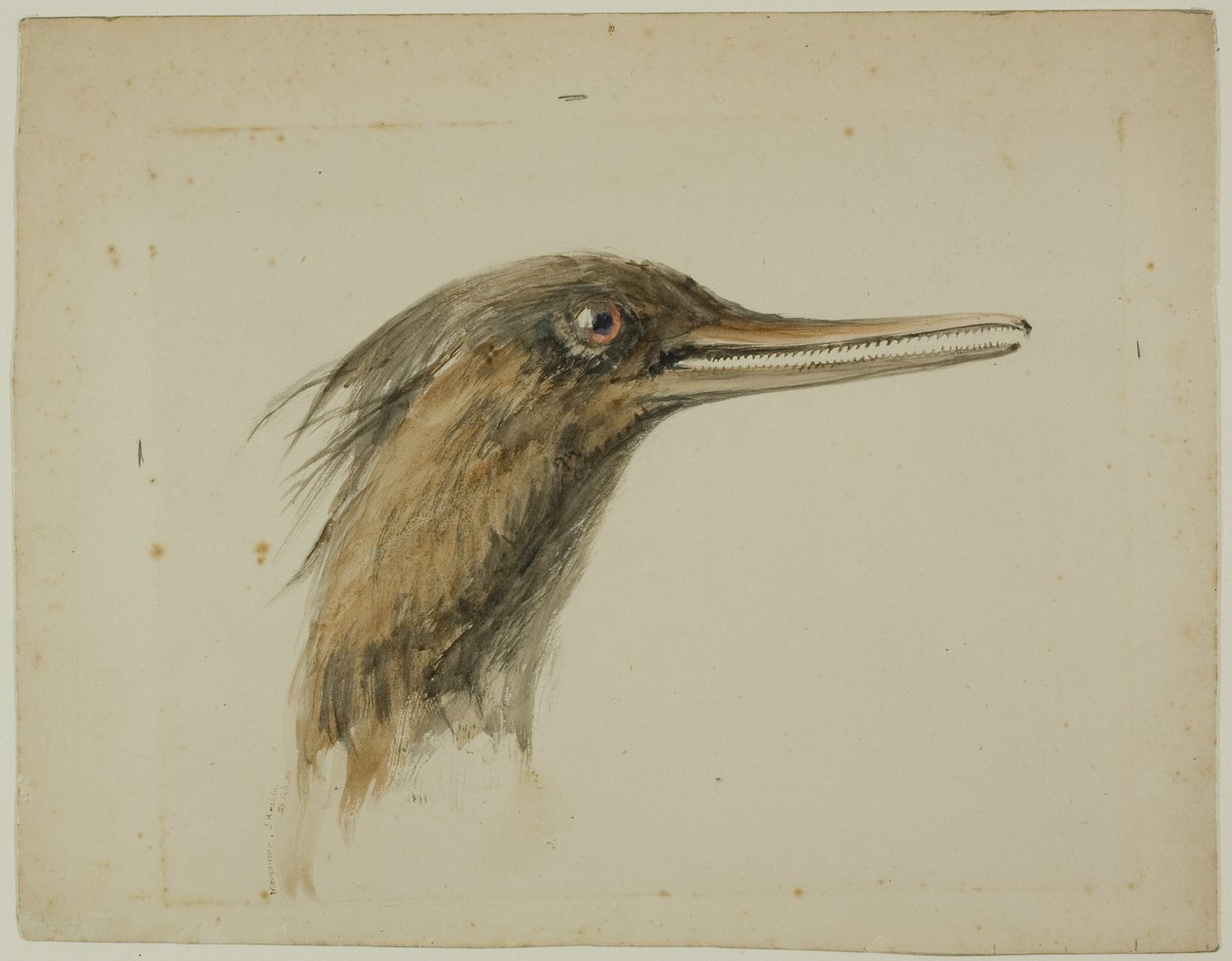 Tracz autorstwa John Ruskin