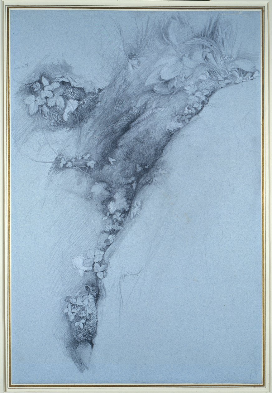 Mech i poziomka autorstwa John Ruskin