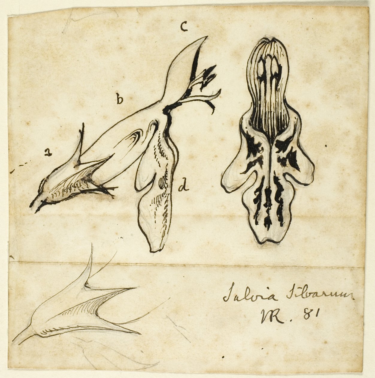 Mędrzec z lasu autorstwa John Ruskin