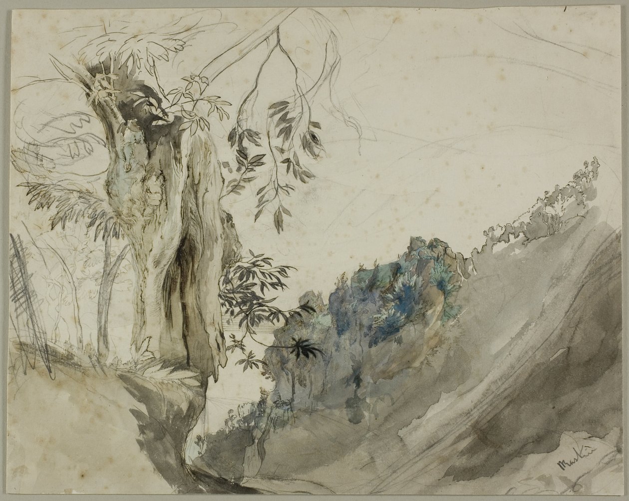 Kasztan hiszpański autorstwa John Ruskin