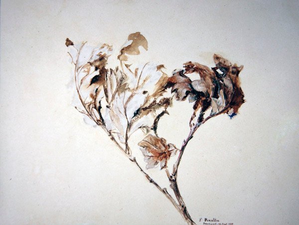 Studium liści dębu autorstwa John Ruskin