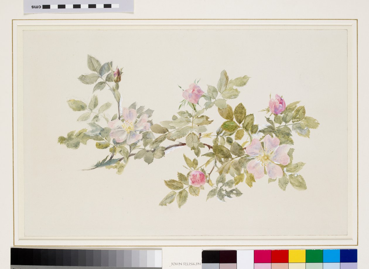 Studium dzikiej róży (akwarela i akwarela na graficie na papierze woven) autorstwa John Ruskin