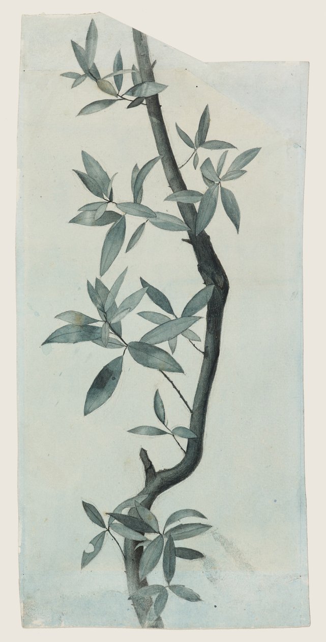 Studium liści wierzby, ok. 1857 (ołówek i akwarela na papierze) autorstwa John Ruskin