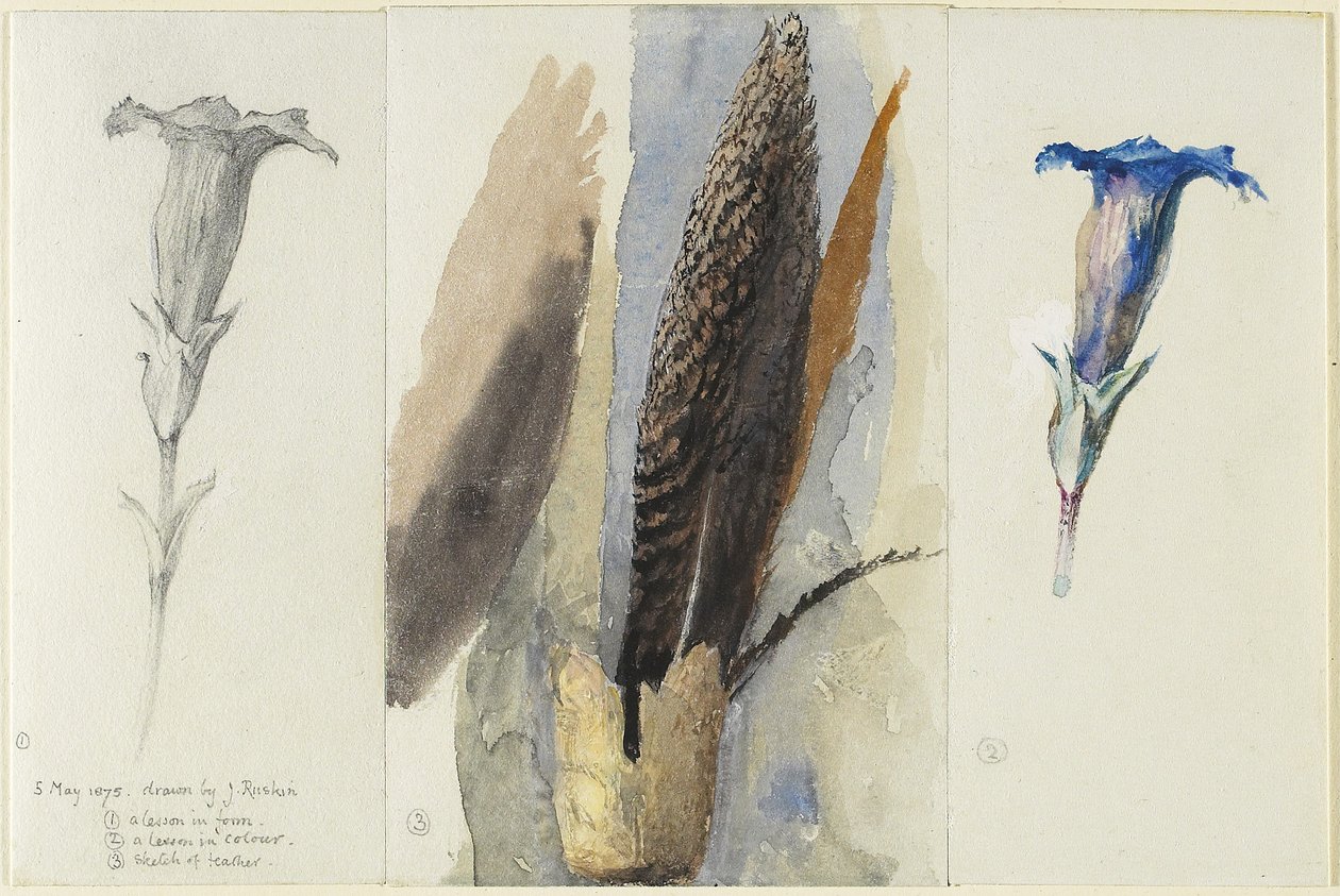 Studium pióra, otoczonego dwoma studiami gencjany, 1875 (wc na graficie, wzmocnione i skorygowane bielą kryjącą na papierze pergaminowym) autorstwa John Ruskin