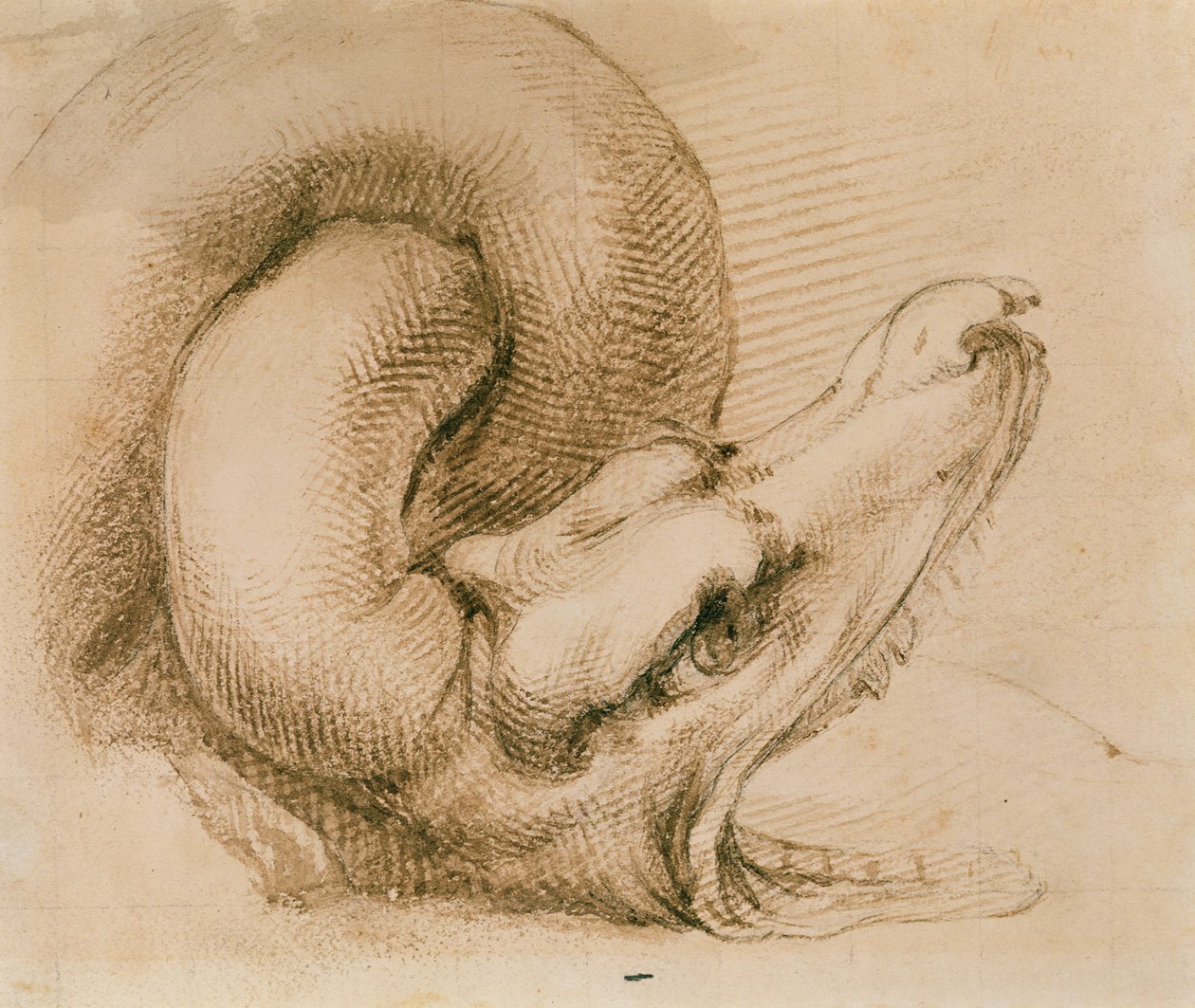 Studium głowy smoka według Michała Anioła (atrament na papierze) autorstwa John Ruskin