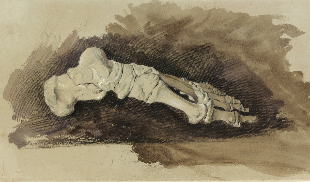 Kości stopy kobiecej ludzkiej (ołówek z toaletą i kolorem ciała na papierze) autorstwa John Ruskin