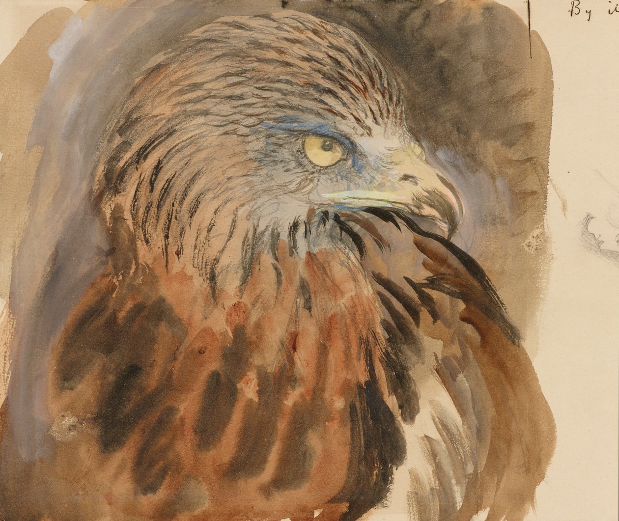 Głowa latawca, z życia, 30 sierpnia-1 września 1870 (akwarela i body na graficie na jasnobrązowym papierze plecionym) autorstwa John Ruskin