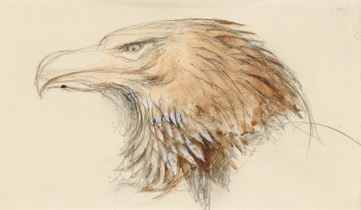 Głowa orła pospolitego, z Życia, 8-11 września 1870 (akwarela i bodyfarba nad grafitem na papierze tkanym) autorstwa John Ruskin