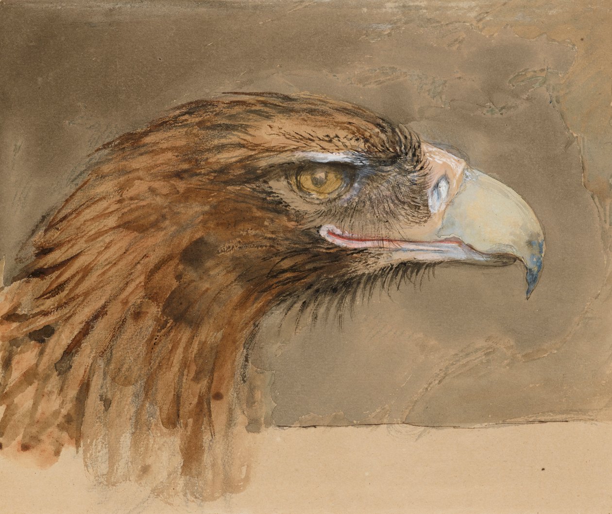 Głowa pospolitego orła złotego, z życia, 8-11 września 1870 r. autorstwa John Ruskin