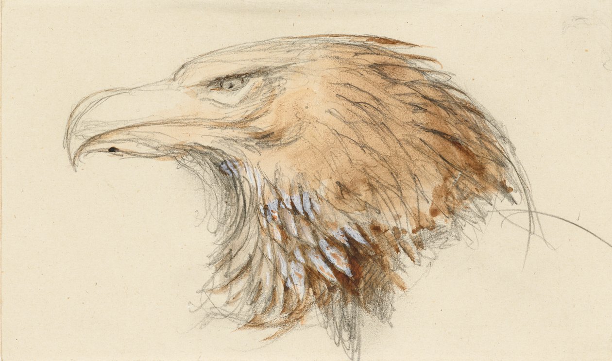 Głowa wspólnego orła złotego, z życia, 8 - 11 września 1870. autorstwa John Ruskin