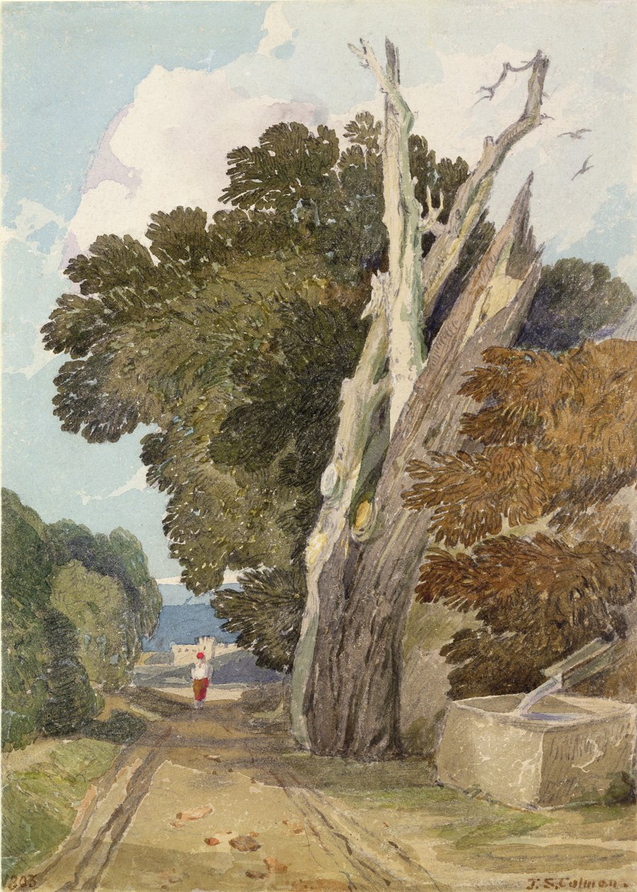 Kasztan hiszpański uderzony przez piorun (toaleta i ołówek na papierze) autorstwa John Sell Cotman