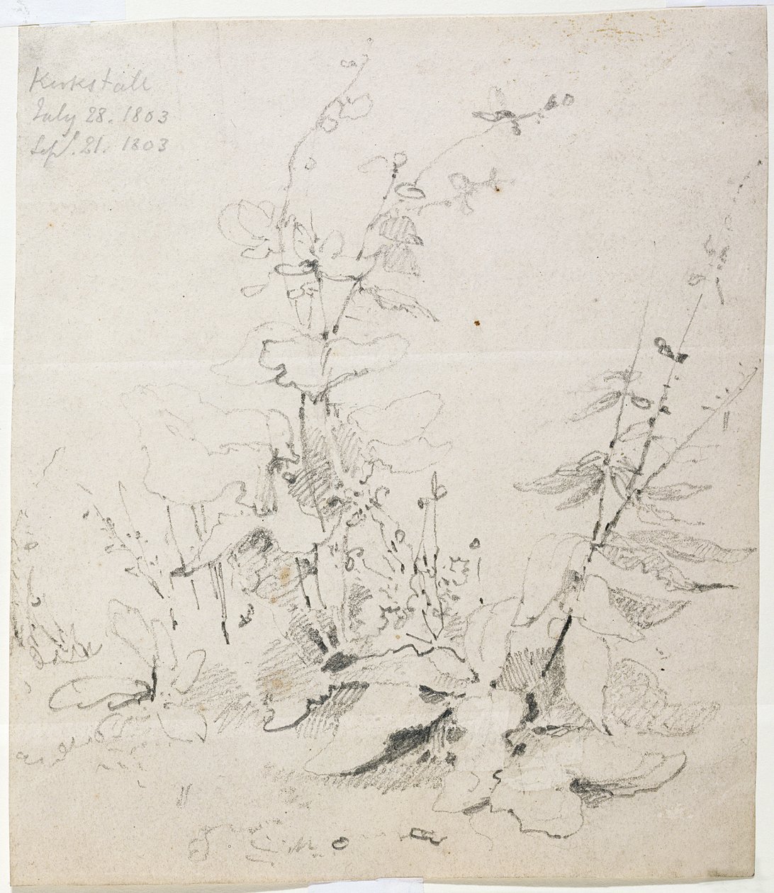 Studium chwastów, Kirkstall autorstwa John Sell Cotman