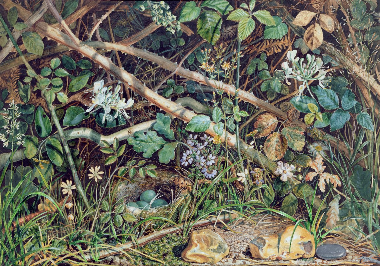 Ptasie gniazdo wśród jeżyn, wiciokrzewu i runa leśnego, 1858 r. autorstwa John Sherrin