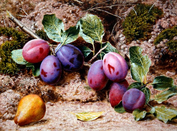 Martwa natura ze śliwkami i gruszką na omszałym brzegu, ok. 1855 (akwarela i kolor ciała na papierze) autorstwa John Sherrin