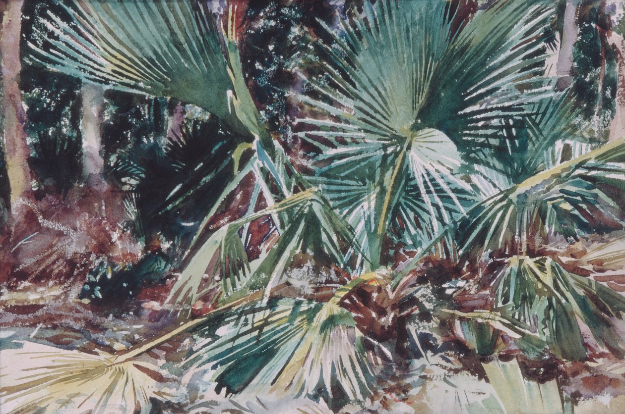 Palmettos, 1917 (wc, grafit i kredka woskowa na białym papierze tkanym) autorstwa John Singer Sargent