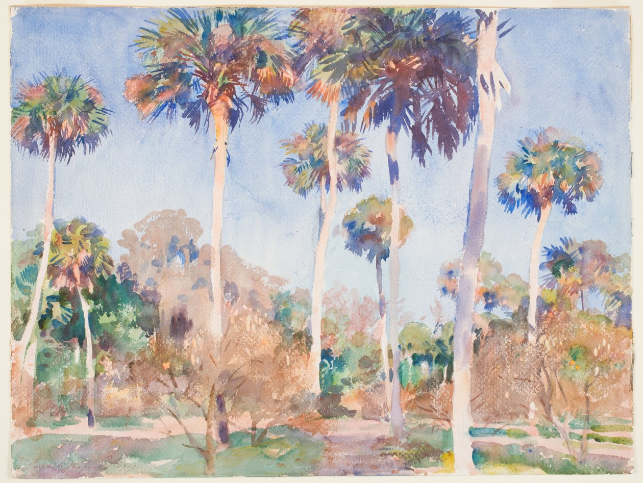 Palmy, 1917 (wc nad grafitem na papierze) autorstwa John Singer Sargent