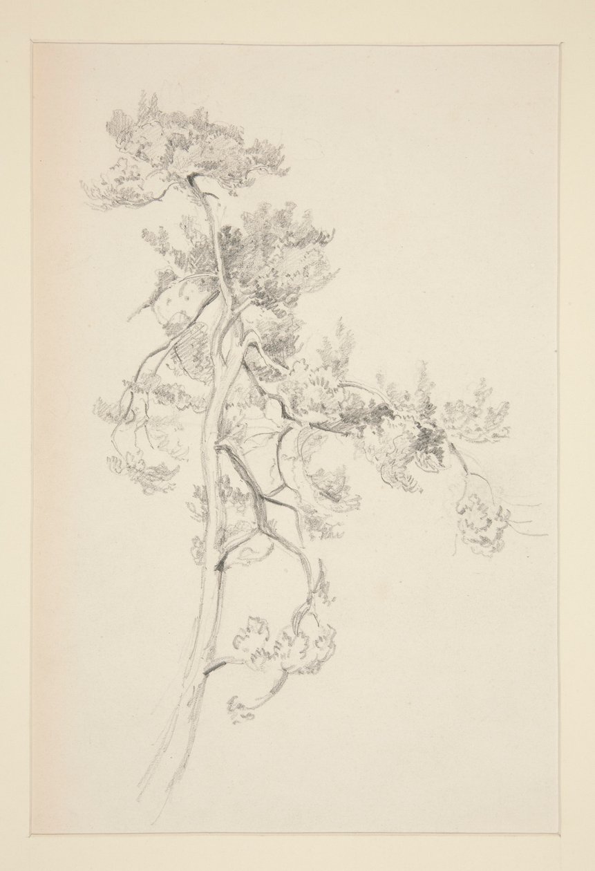 Drzewo i liście autorstwa John Singer Sargent