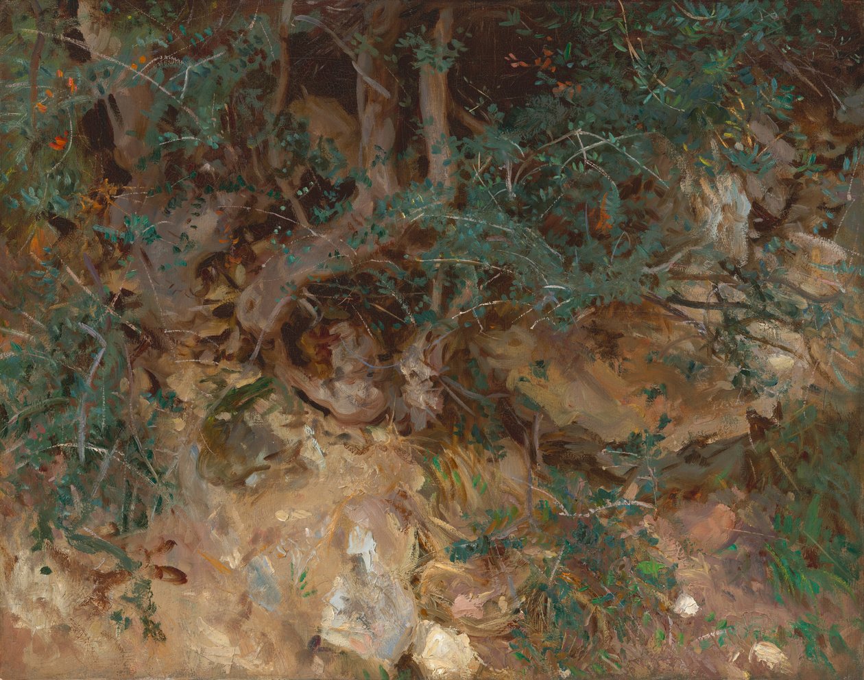 Korzenie dzikich drzew oliwnych, Valldemosa, Majorka autorstwa John Singer Sargent
