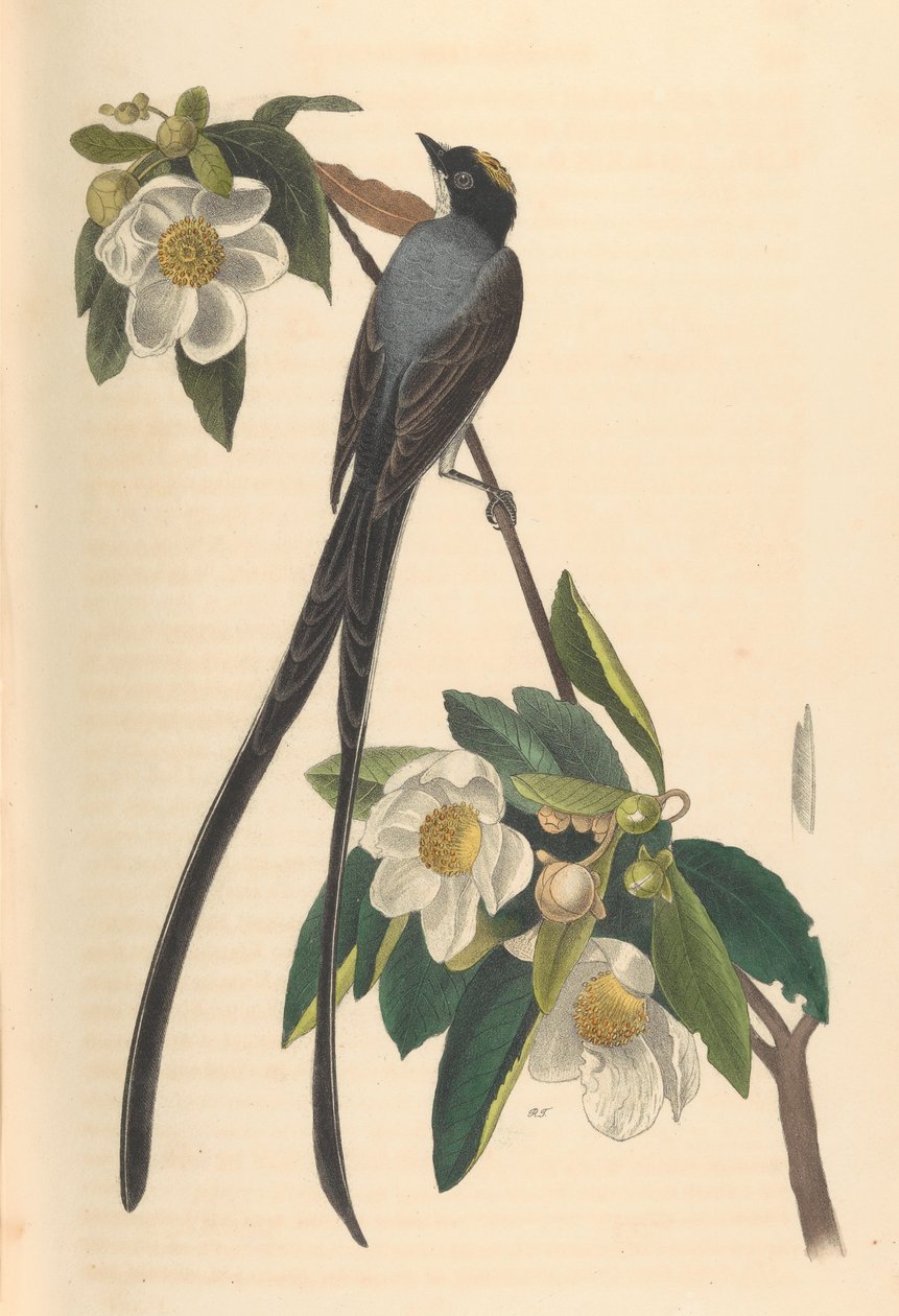 Muchołówka widłogona, Gordonia lasianthus, 1840-44. autorstwa John T. Bowen