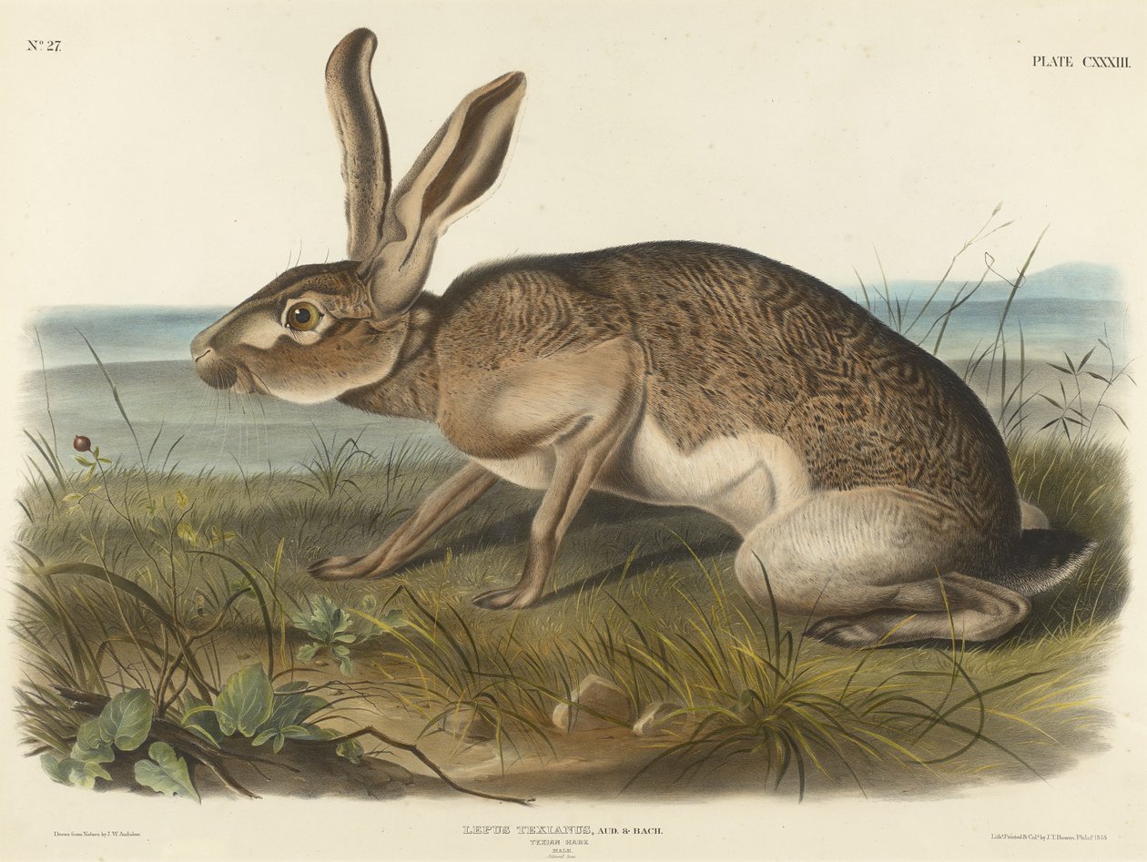 Zając teksański, 1848 (litografia ręcznie kolorowana na papierze woalowym) autorstwa John T. Bowen