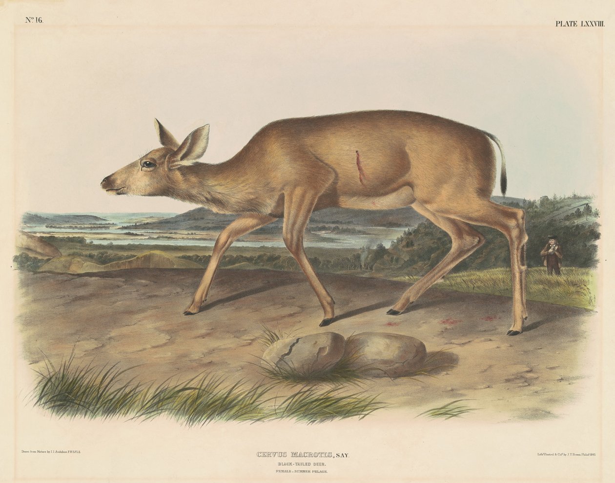 Jeleń czarnoogoniasty autorstwa John T. Bowen, after John James Audubon