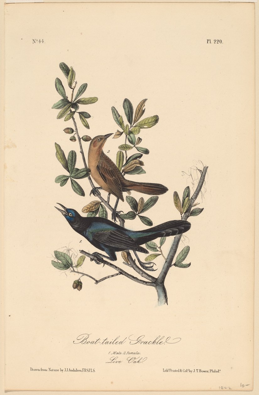 Wągowar łódkowaty autorstwa John T. Bowen, after John James Audubon