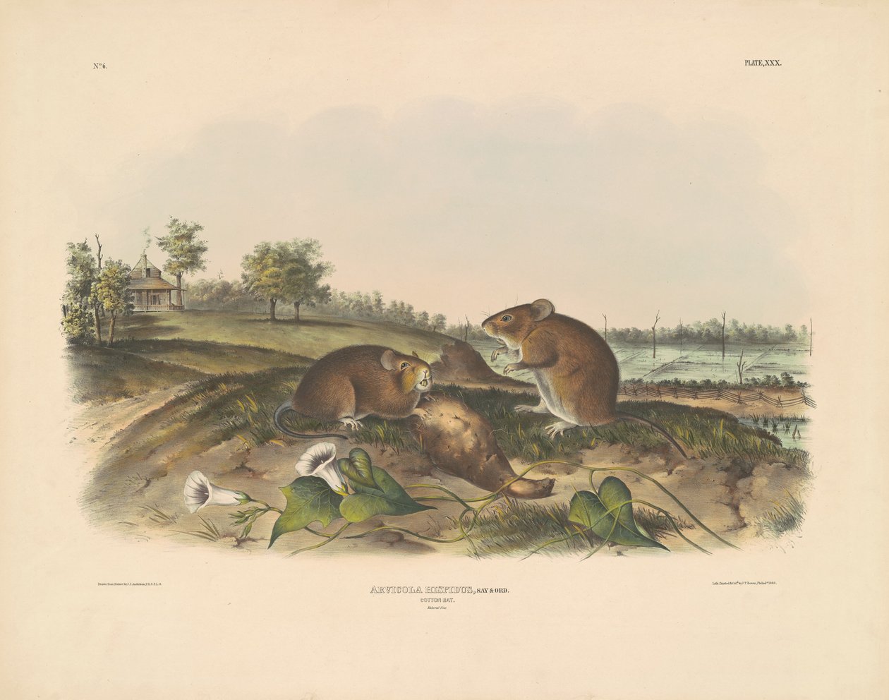 Bawełna Szczur autorstwa John T. Bowen, after John James Audubon