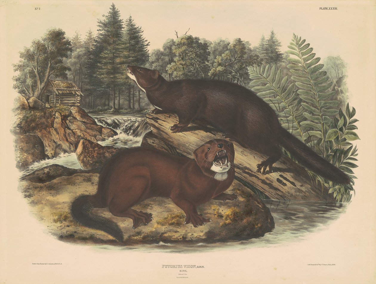 Norki autorstwa John T. Bowen, after John James Audubon