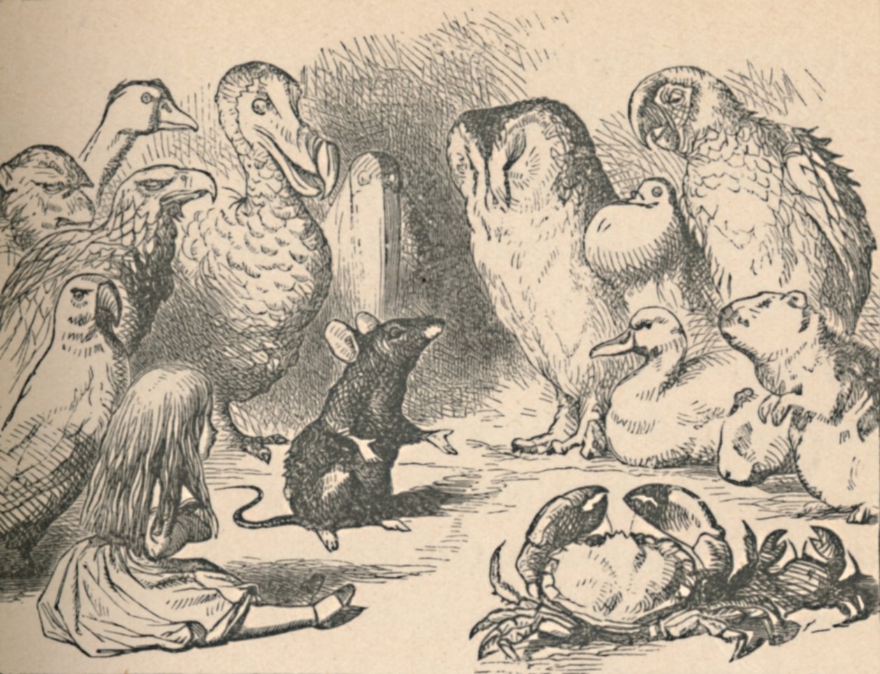 Ilustracja do rozdziału Caucus-Race i długi ogon. Alicja i różne stworzenia, takie jak autorstwa John Tenniel