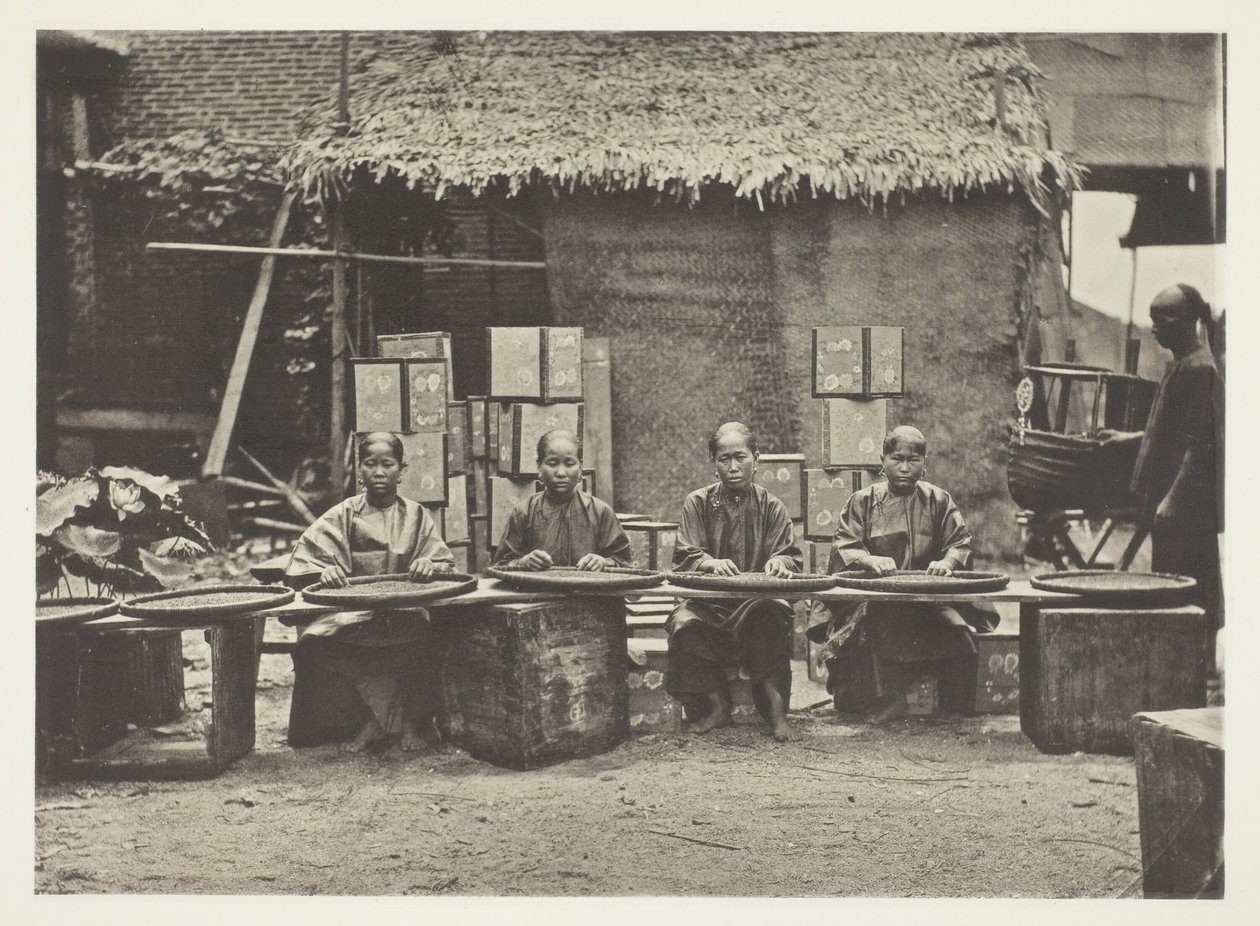 Zbieranie herbaty w Kantonie autorstwa John Thomson