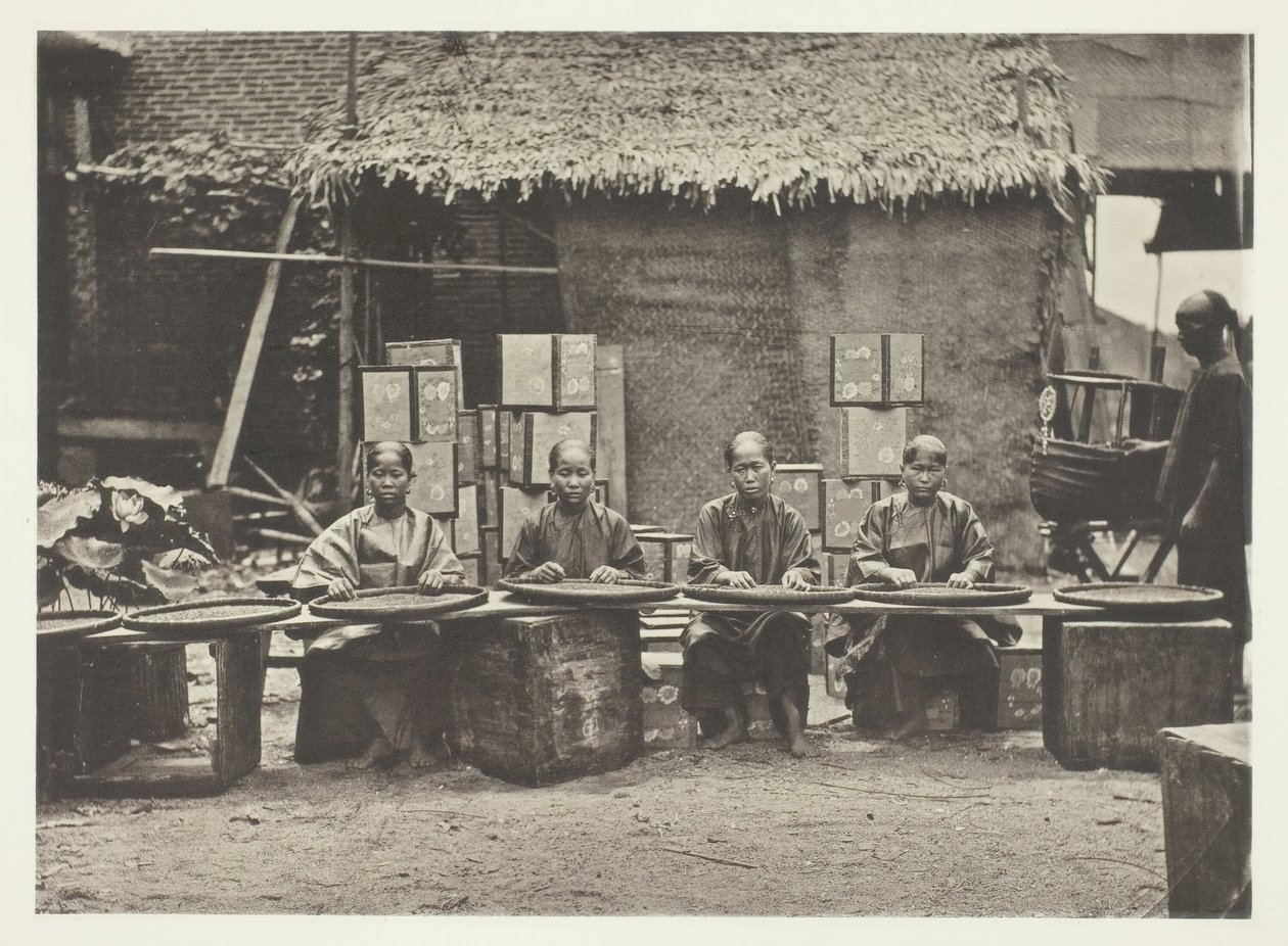 Zbieranie herbaty w kantonie 1868. autorstwa John Thomson