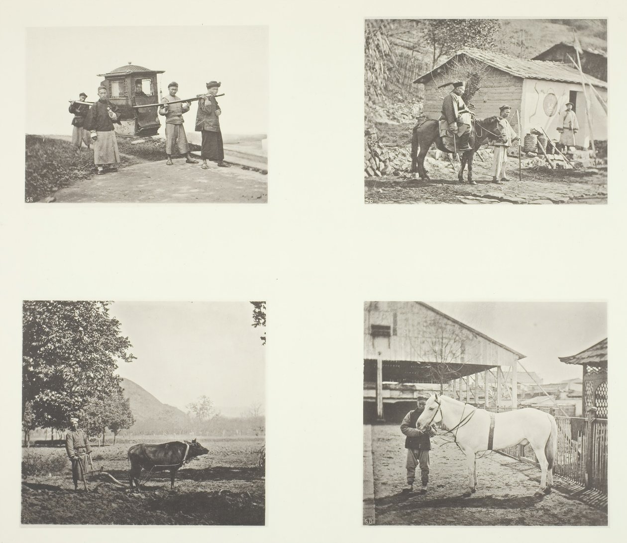 Sedan, oficer wojskowy, Pług, kucyk z północnych Chin, ok. 1930 r. 1868. autorstwa John Thomson