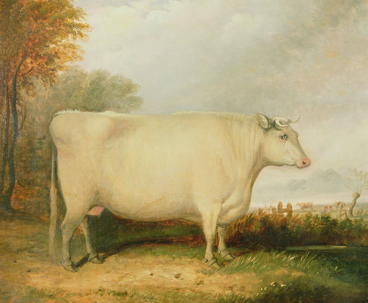 Portret krowy-nagrody autorstwa John Vine