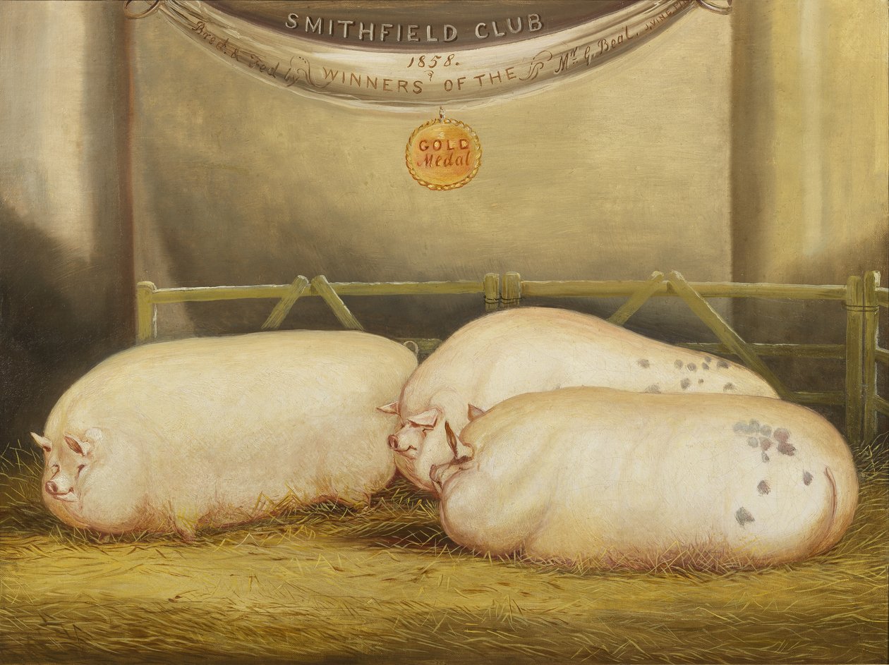 Trzy ulepszone Leicesters w piórze na 1858 Smithfield Club Christmas Show, 1858 autorstwa John Vine