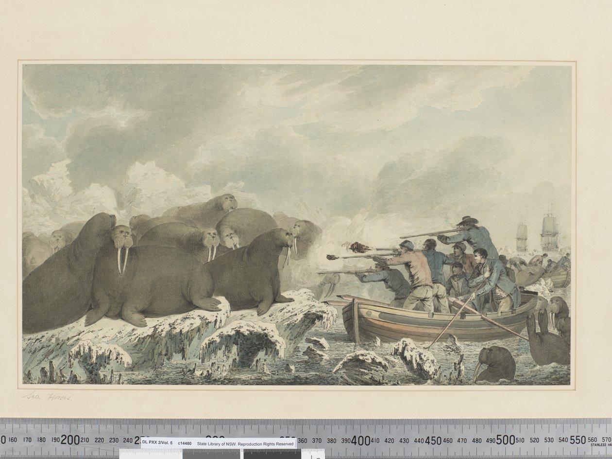 F.32 Konie morskie, ok.1773-84 (akwarela) autorstwa John Webber