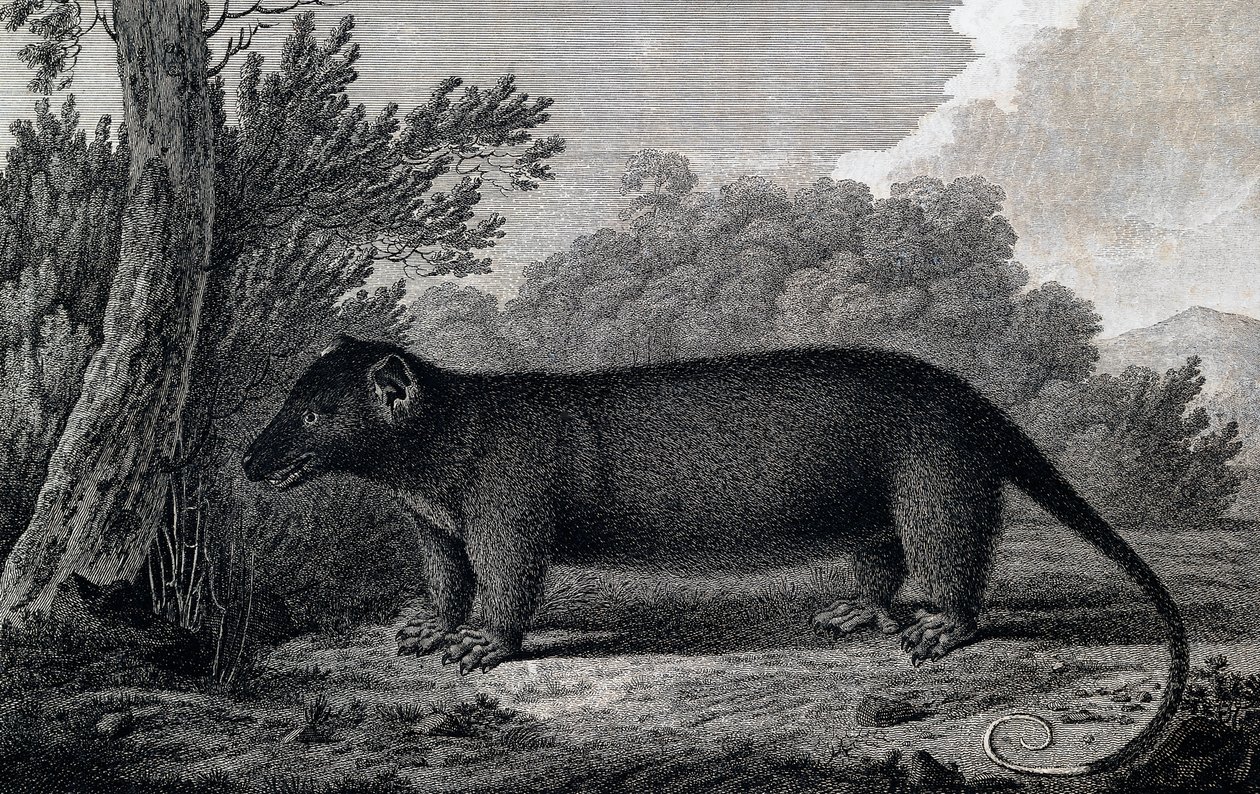 Opos, rycina według rysunku Johna Webbera (1750-1793) wykonana podczas trzeciej podróży Jamesa Cooka autorstwa John Webber