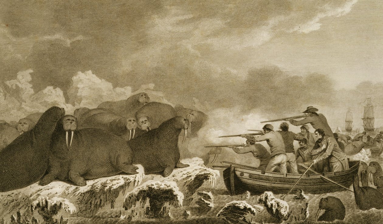Konie morskie, figury J. Heatha, grawerowane przez E. Scotta tablica 52 z „Journal of a Voyage to the South Seas”, transkrypcja z dokumentów Sydney Parkinson, wyd. 1823 autorstwa John Webber