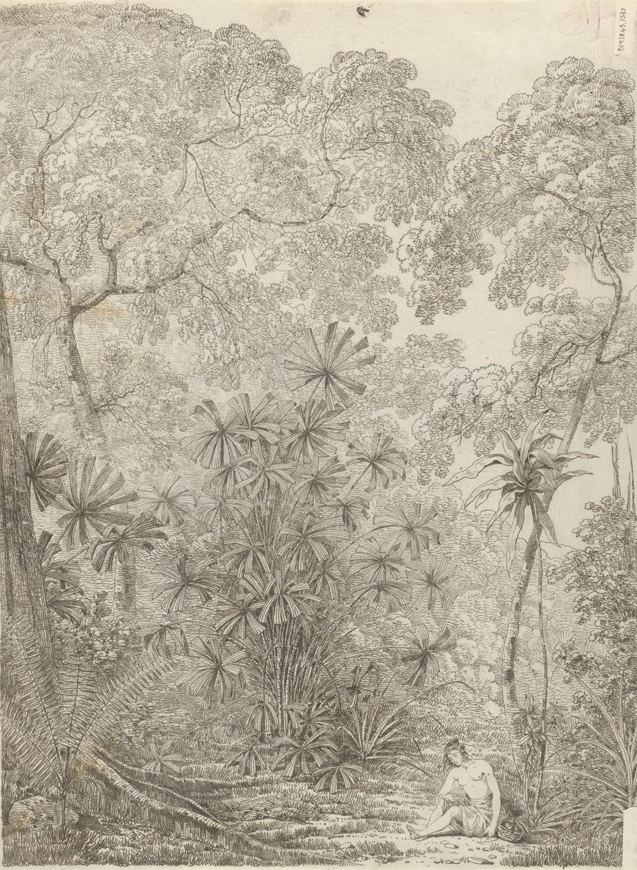 Wachlarzowa Palma Krakatau autorstwa John Webber