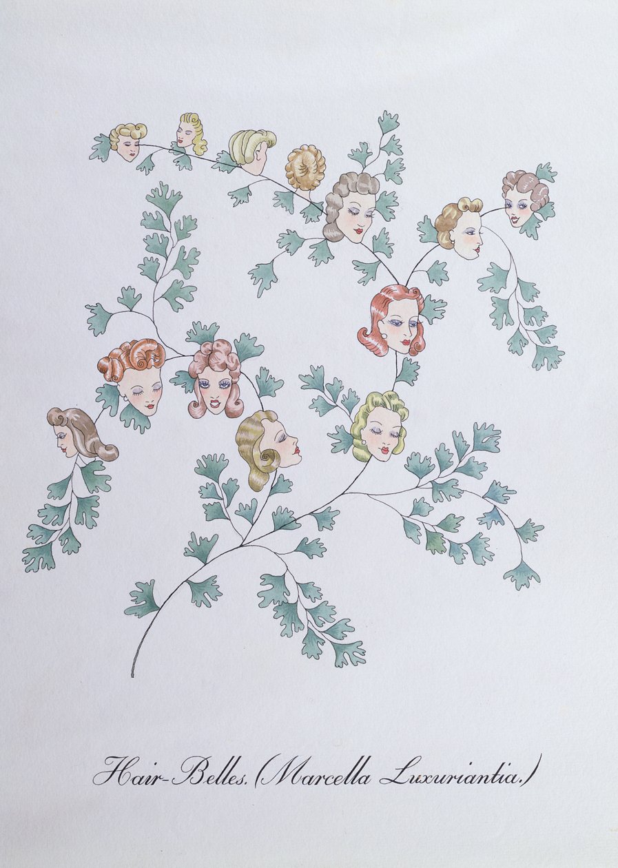 Hair-Belles (Marcella Luxuriantia), ilustracja z „Fałszywej księgi botaniki” Johna Weira autorstwa John Weir